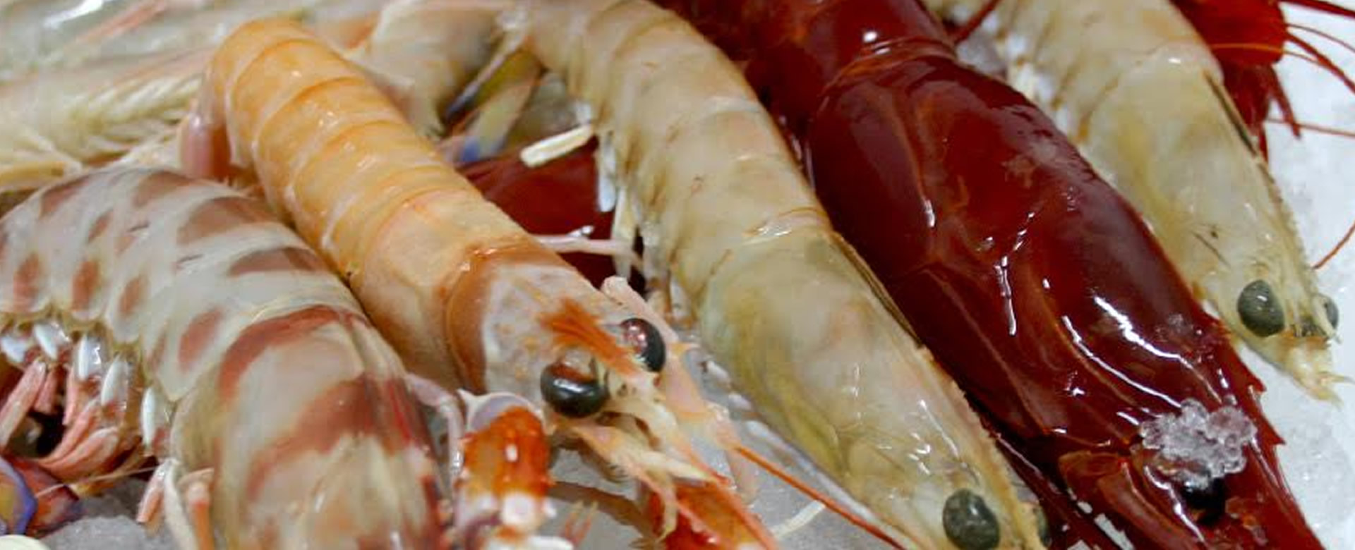 Alimentos exclusivos mariscos